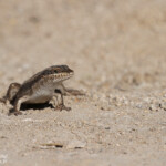Scinque, Etosha