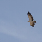Jeune Aigle martial, Etosha