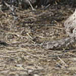 Agame, Etosha Svg+xml,%3Csvg%20xmlns%3D%22http%3A%2F%2Fwww.w3