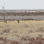 Lion, Etosha