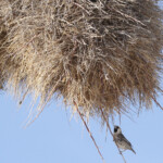 Républicain, Etosha