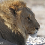 Lion, Etosha