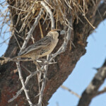 Républicain, Etosha