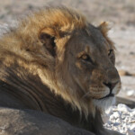 Lion, Etosha