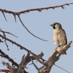 Républicain, Etosha
