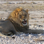 Lion, Etosha