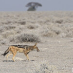 Chacal à chabraques, Etosha
