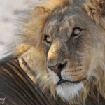 Lion, Etosha