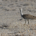 Outarde de Kori, Etosha