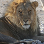 Lion, Etosha