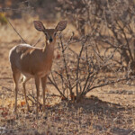 Raphicère champêtre, Etosha
