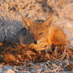 Chacal, Etosha