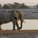 Eléphant, Okaukuejo