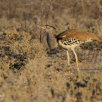 Outarde de Kori, Etosha