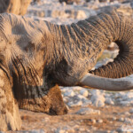 Eléphant, Okaukuejo
