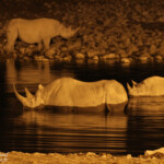 Rhinocéros noir, Okaukuejo