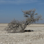 Lion, Etosha