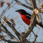 Gonolek rouge et noir, Etosha