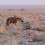 Hyène tachetée, Etosha