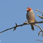 Amadine à tête rouge, mâle Etosha