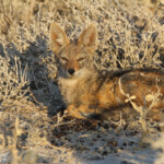 Chacal, Etosha