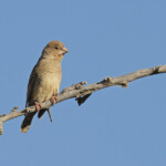 Amadine à tête rouge, femelle, Etosha