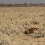 Hyène tachetée, Etosha