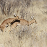 Raphicère champêtre, Etosha