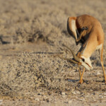 Springbok, Etosha