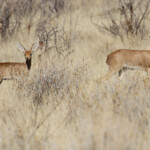 Raphicère champêtre, Etosha