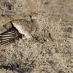 Outarde à miroir, Etosha