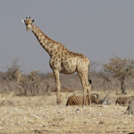 Girafe, Etosha