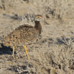 Outarde à miroir, Etosha