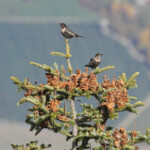 Merle à plastron, Montagne de Lure