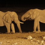 Éléphant d'Afrique, Okaukuejo