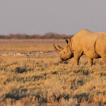 Rhinocéros noir, Etosha