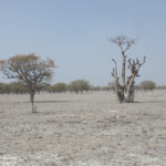 Ghost tree forest, Etosha