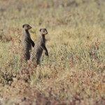 Mangue rayée, Charitsaub Etosha