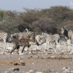 Hyène tachetée, Etosha