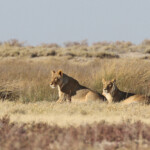 Lionnes, Etosha