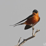 Hirondelle à ventre roux, Etosha