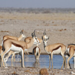 Springbok, Ozonjuitji m'Bari, Etosha