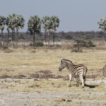 Zèbre de plaine, Twee palms, Etosha