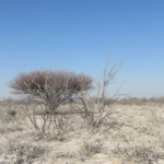 Paysages d'Etosha