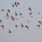 Ganga namaqua, Ozonjuitji m'Bari, Etosha