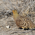 Ganga namaqua, Etosha