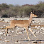 Impala à face noire, Etosha