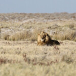 Lion, Etosha