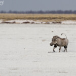 Phacochère, Twee palms, Etosha