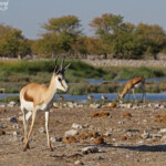 Springbok, Rietfontein Etosha